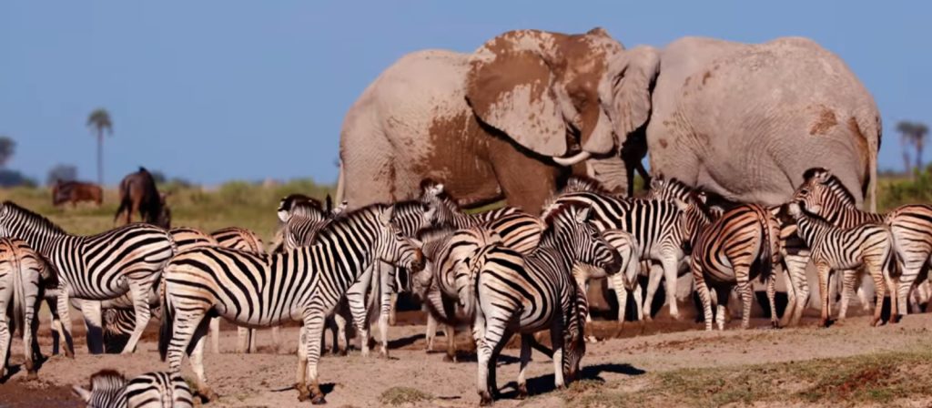 Wildlife in Serengeti