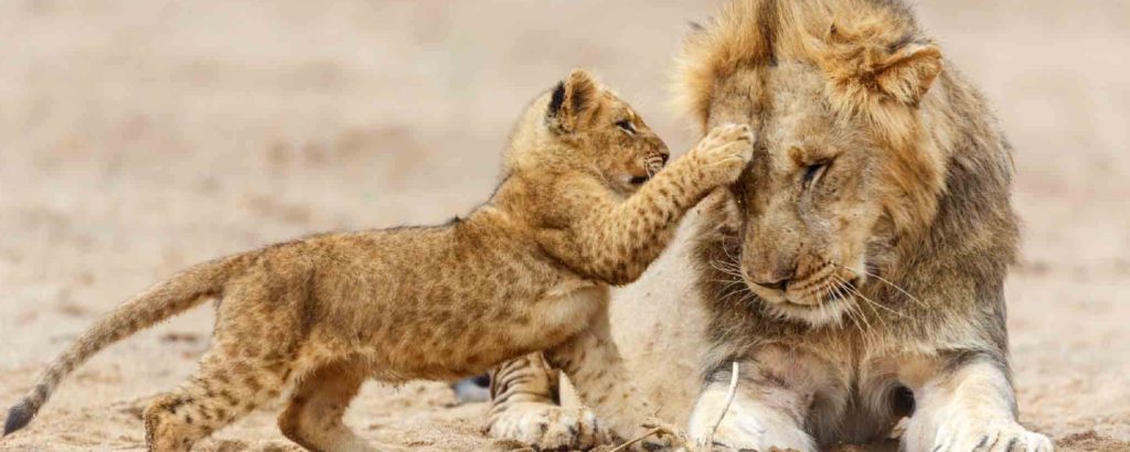 Serengeti Zanzibar safri